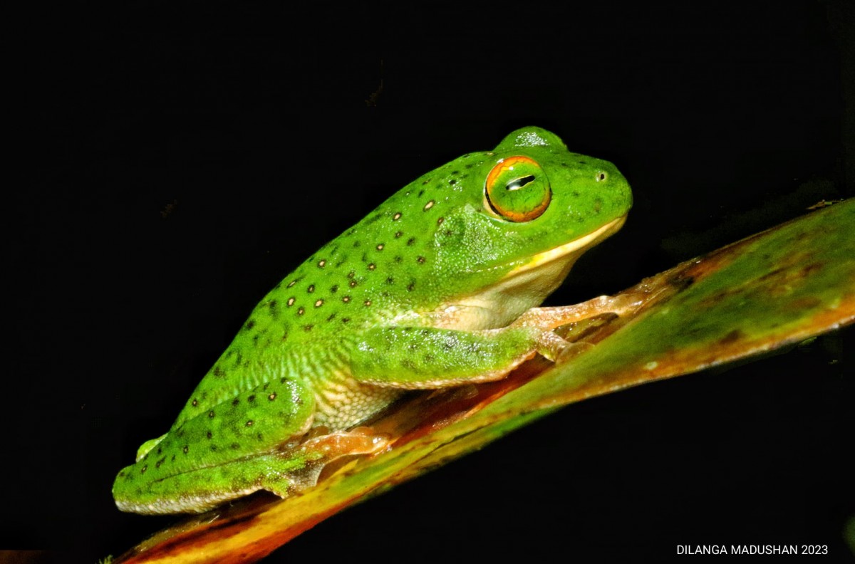 Pseudophilautus stellatus Kelaart,1853